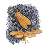 No caminho da guerra: como lidar com mariposas
