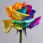 Flores incomuns - rosas iridescentes Flores incomuns - rosas iridescentes