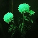 Flores incomuns - flores brilhantes