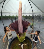 Flores incomuns - amorphofallus