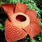 Flores incomuns - rafflesia