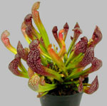 Flores incomuns - sarracenia