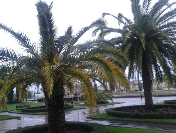 Clima em Sochi em dezembro de 2016 - previsão precisa da temperatura da água e do ar no Centro Hidrometeorológico