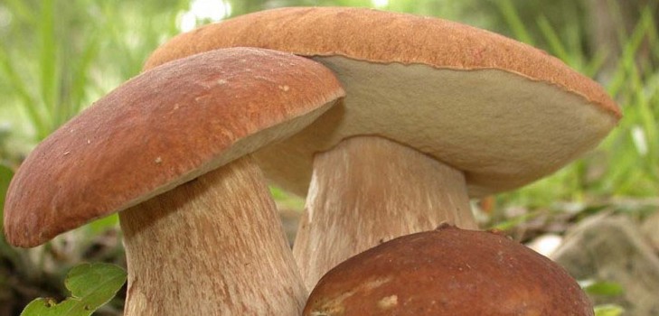Fungos comestíveis: classificação e precauções