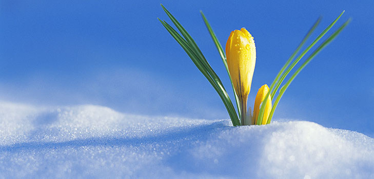Composição sobre o tema da Primavera