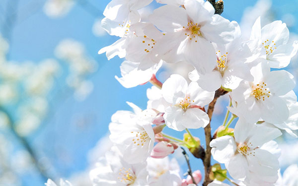 Composição sobre o tema da Primavera