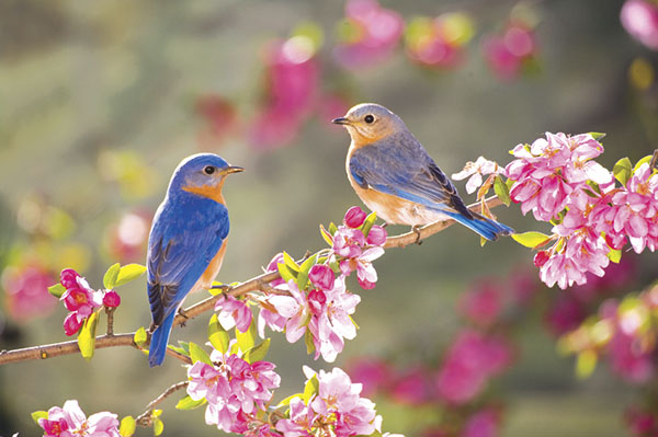 Composição sobre o tema da Primavera