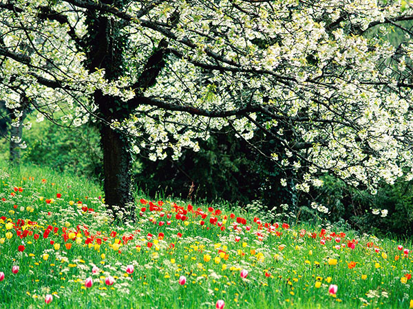 Composição sobre o tema da Primavera