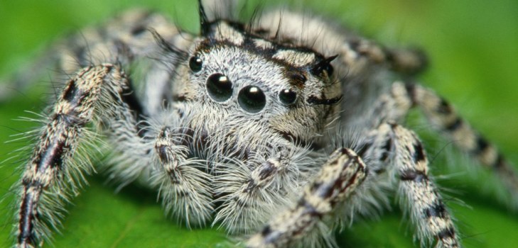 grande aranha