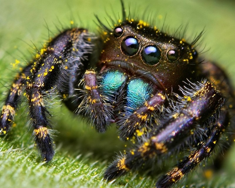 aranha de olhos azuis