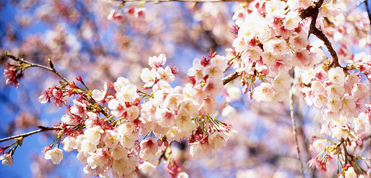 Poemas sobre a primavera dos poetas russos