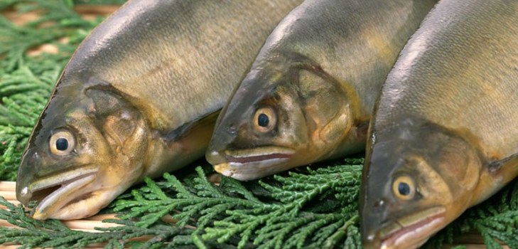 um monte de peixe