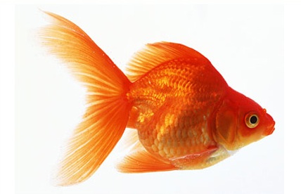 Peixe dourado