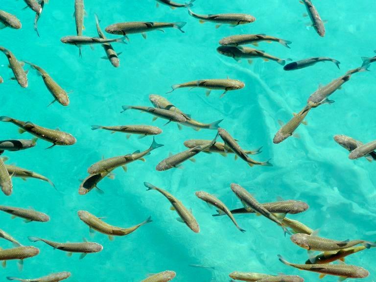 escola de peixe