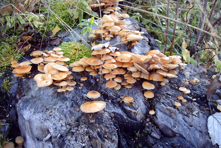 Cogumelos venenosos: agarics falsos de mel, foto