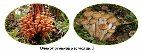 Cogumelos venenosos: agarics falsos de mel, foto