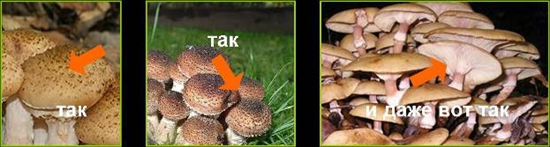 Cogumelos venenosos: agarics falsos de mel, foto