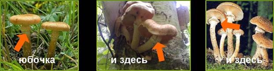 Cogumelos venenosos: agarics falsos de mel, foto