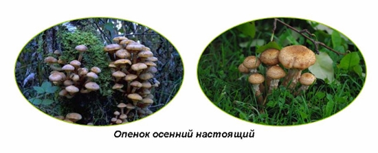 Cogumelos venenosos: agarics falsos de mel, foto