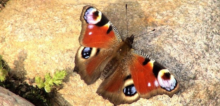 O que é uma natureza viva e inanimada