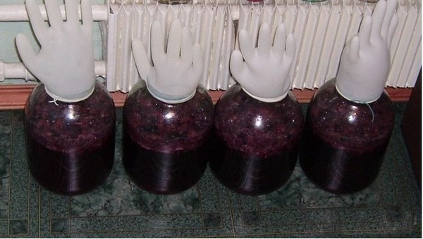 Vinho de cereja caseiro, uma receita simples com vodka, sem fermento. Como fazer vinho de cereja em casa com uma luva