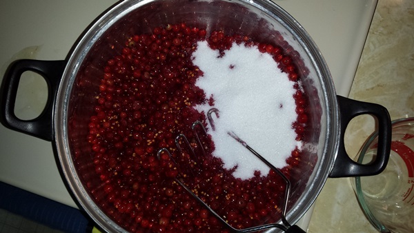 Merda de groselha vermelha - receitas para o inverno