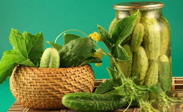 Pepinos crocantes para o inverno - decapados, sem vinagre, sem esterilização. As melhores receitas simples com fotos de pepinos crocantes em latas com vodka