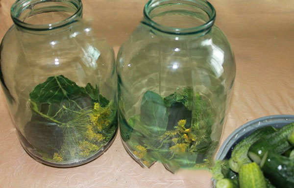 Pepinos crocantes para o inverno - decapados, sem vinagre, sem esterilização. As melhores receitas simples com fotos de pepinos crocantes em latas com vodka