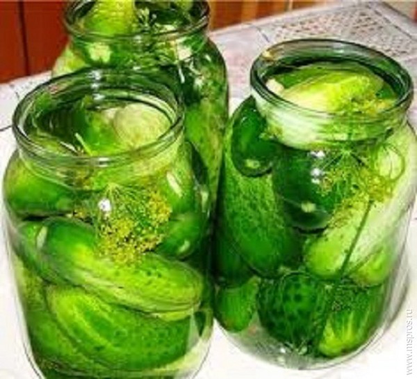 Pepinos crocantes para o inverno - decapados, sem vinagre, sem esterilização. As melhores receitas simples com fotos de pepinos crocantes em latas com vodka