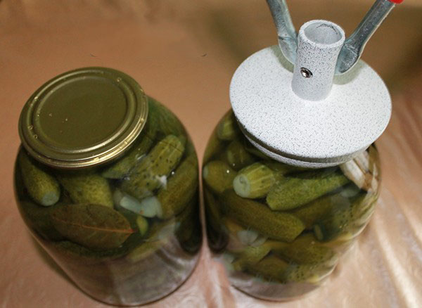 Pepinos crocantes para o inverno - decapados, sem vinagre, sem esterilização. As melhores receitas simples com fotos de pepinos crocantes em latas com vodka