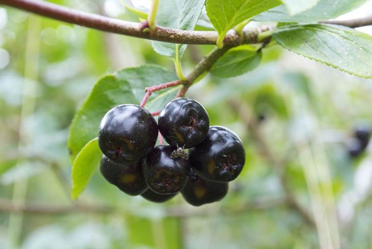 Como fazer vinho caseiro de chokeberry em casa 