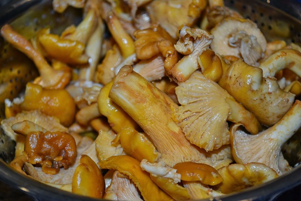 Como cozinhar chanterelles em uma frigideira