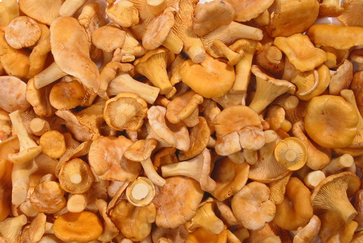 Como secar chanterelles para o inverno no forno, para não ser amargo