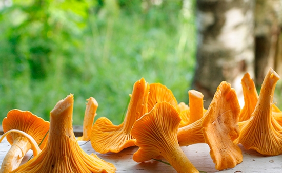 Como secar chanterelles para o inverno no forno, para não ser amargo