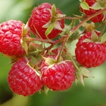 Como preparar suco de framboesa para o inverno