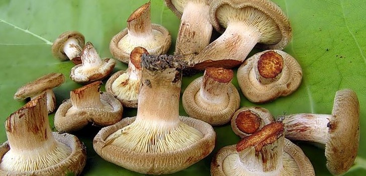Solim cogumelos porcos para o inverno