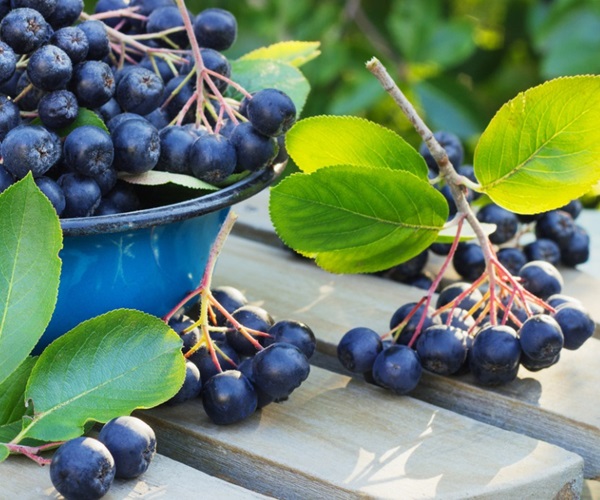 Compota de chokeberry ashberry