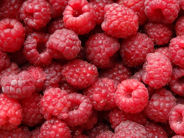 Contagem deliciosa de framboesas para o inverno