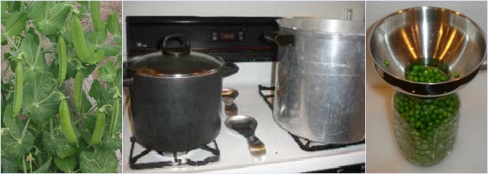 Preservação de ervilhas em casa para o inverno