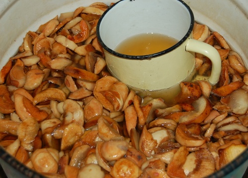 Receitas deliciosas e simples de kvass sobre sapo de bétula