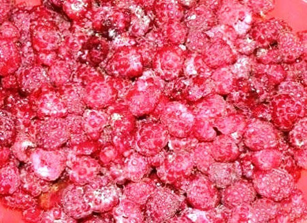 Framboesas com açúcar no inverno sem cozinhar, Pyatiminutka, no congelador. Receita de framboesas frescas, ralada com açúcar