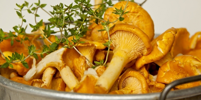 Chanterelle em conserva