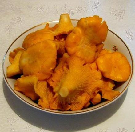 Chanterelle em conserva
