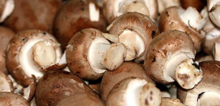 muitos cogumelos