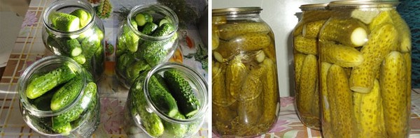 Pepino frio através de nylon e metal. Escolhendo pepinos de forma fria para o inverno: com mostarda, vodka, vinagre grátis