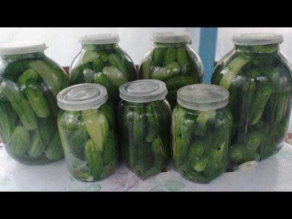 Pepino frio através de nylon e metal. Escolhendo pepinos de forma fria para o inverno: com mostarda, vodka, vinagre grátis