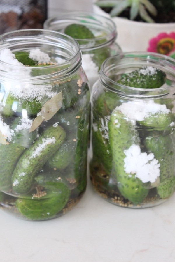 Pepinos com mostarda para o inverno em latas, receitas com foto