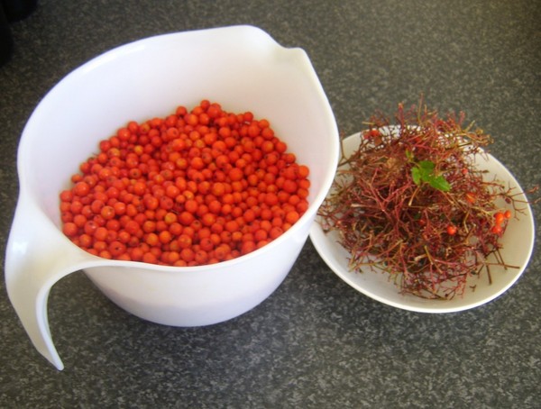 Rowan para o inverno: receitas de tarugos do chokeberry vermelho e preto usual