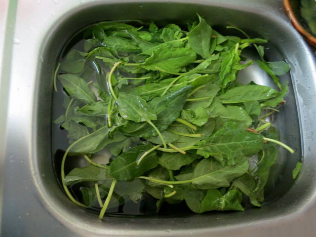 Como rolar sorrel para o inverno sem sal Como rolar sorrel para o inverno sem sal