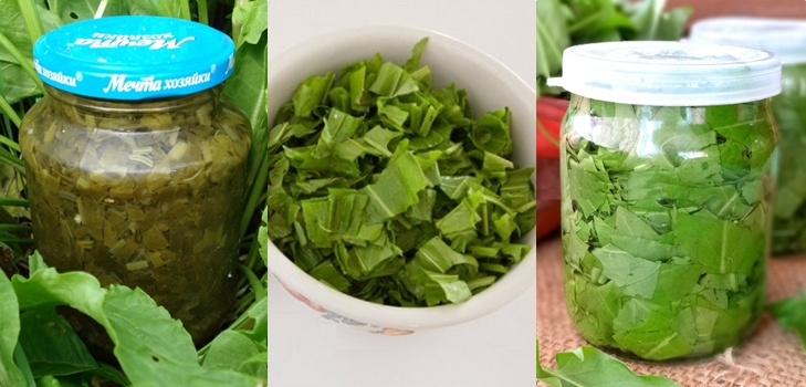 Green healer: as melhores receitas caseiras de sorrel